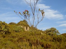 Hypocalyptus sophoroides mostly bare stems